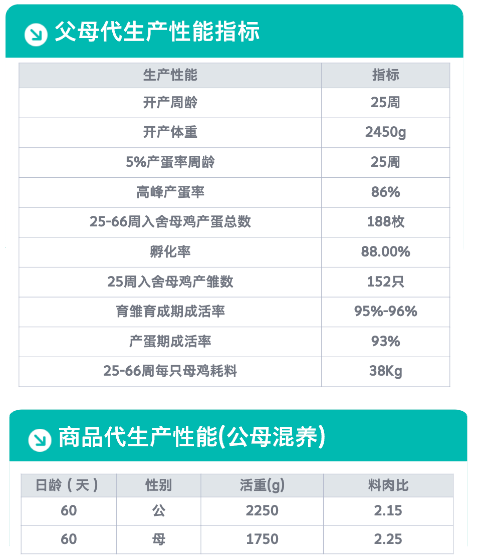 K996麻系.png