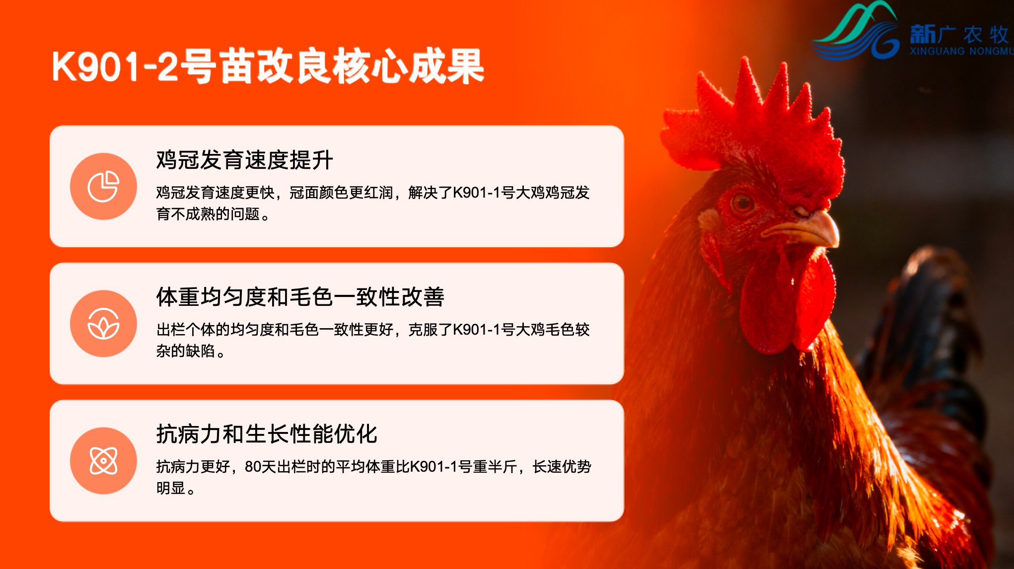 K996麻系商品鸡K901-2.png