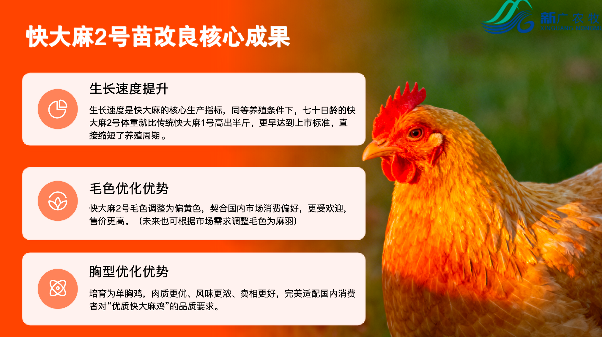 K996配套系商品鸡快大麻2号苗.png