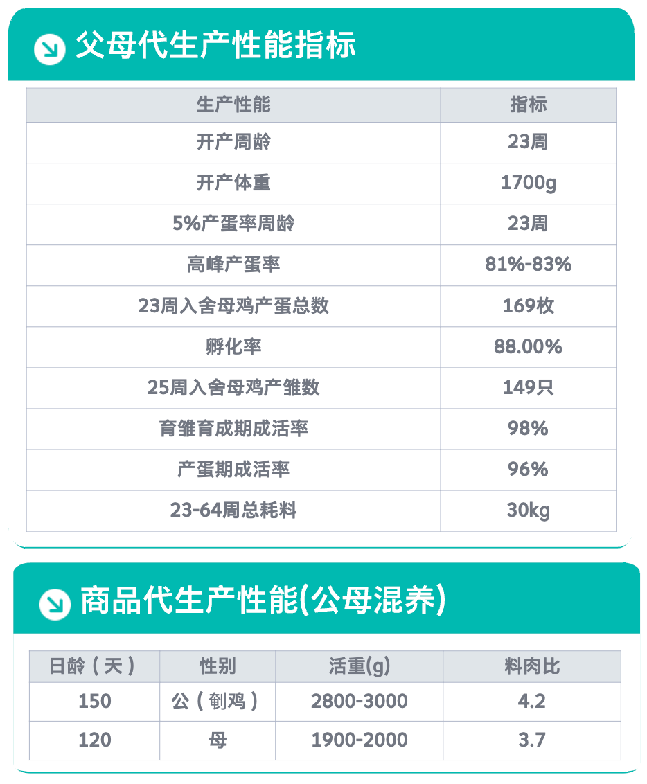 粤乡鸡.png
