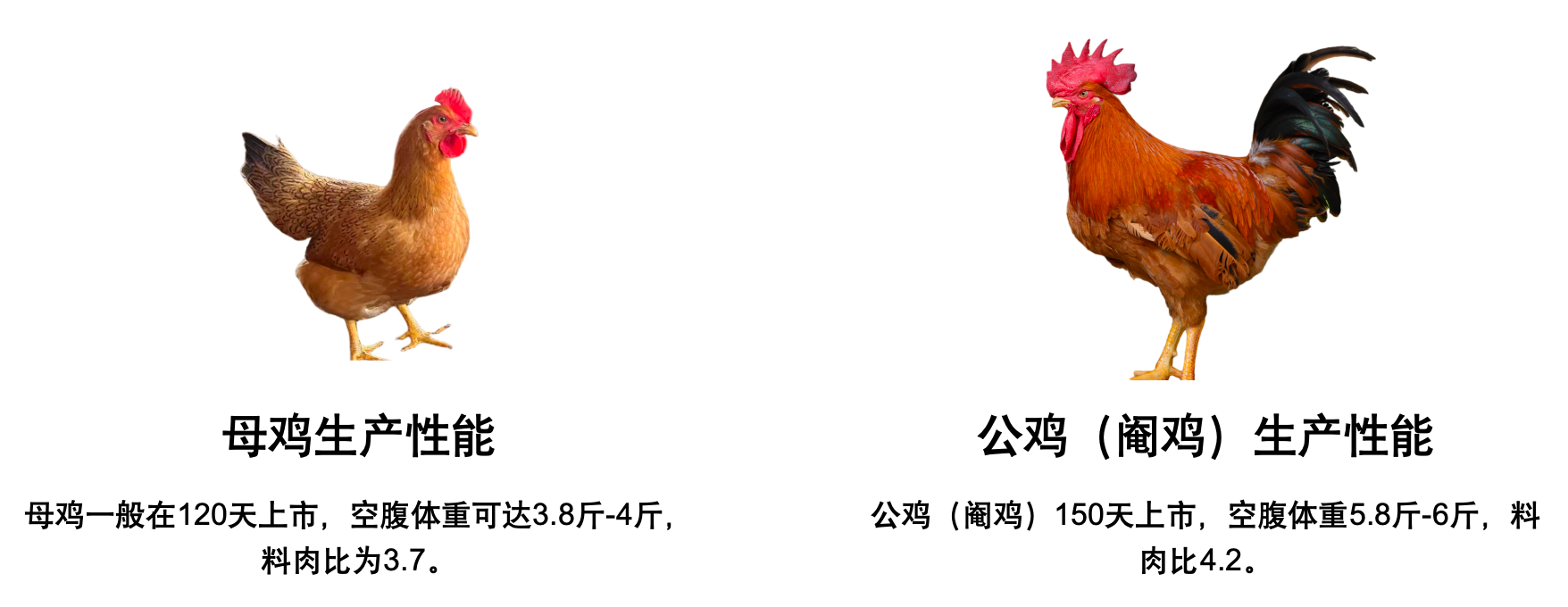 粤乡鸡生产性能.png