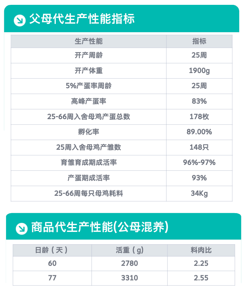 节粮型铁脚麻.png